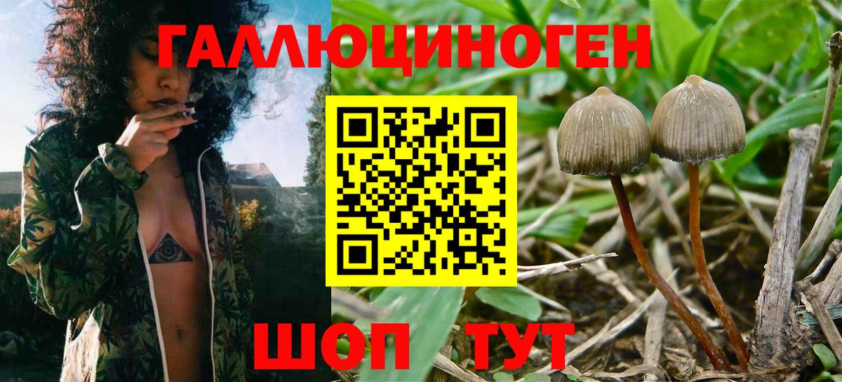Псилоцибиновые грибы GOLDEN TEACHER Кириши